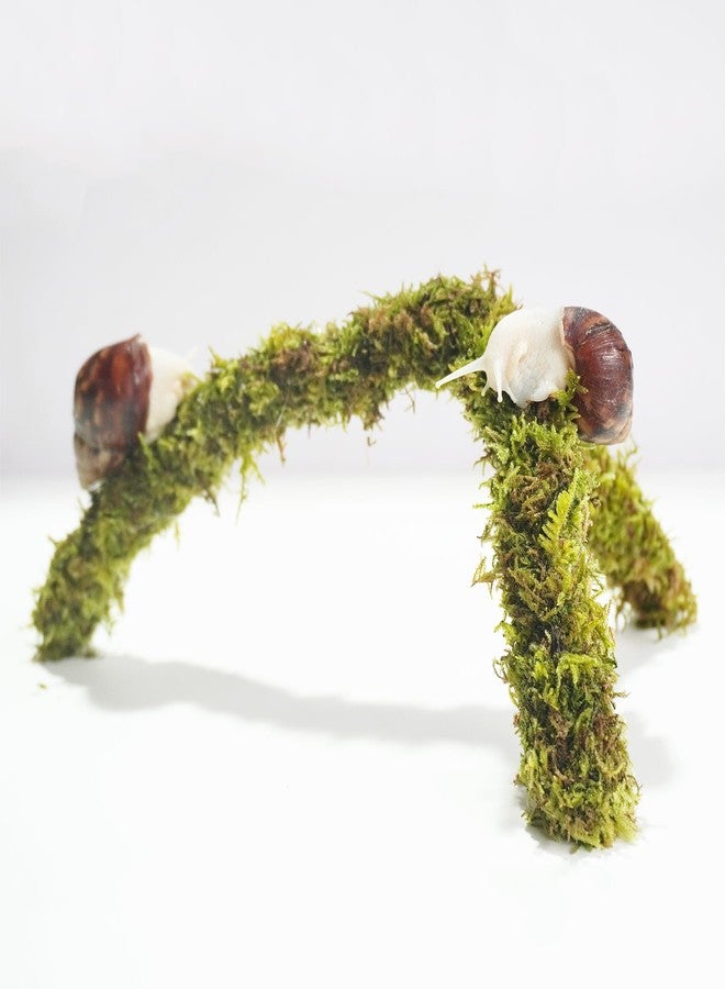 Begeterday 12 Inch Pet Snail Climbing Toys, Ideal Snail Terrarium Accessories, Perfect for Pet Snails That Like to Climb - Image 2